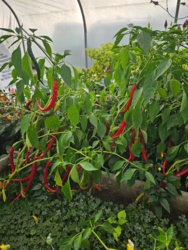 5ca6f89d-6420-447e-9e75-1bdbb15463f4