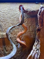 8a74eac1-1bab-4c74-ae4f-ab2b94471b62