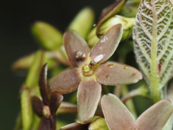 Roślina naśladuje ranną mrówkę, by przyciągnąć kleptopasożytnicze muchówki