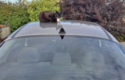 b9ba2424-4b72-447c-b3c8-133521df79eb