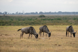 17c7f201-1a99-40cf-9326-470ae7b28ea6