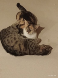 a7a2cca7-7dc5-4bc4-b6fa-3ad365dd0810