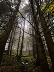 88eb12a5-4bff-4264-9b79-4e2fad648674