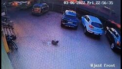 Kostrzyn. Mężczyzna wyrzucił psa przez okno na drugim piętrze