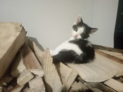 32a47511-897f-46d6-9824-a3e33ba5095f