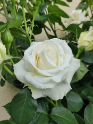 1fbf7c32-0103-4fe3-826b-3baa2aefadaf