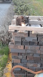 0435c191-cc5d-4b73-9af1-363ebab7df7a