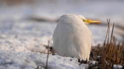 9c0e3e5c-2019-4127-9dc0-89b4b98e3ee5