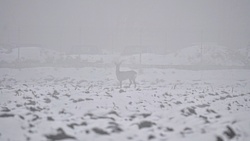 a8f42593-40d8-4f80-9233-5ecdf471a888