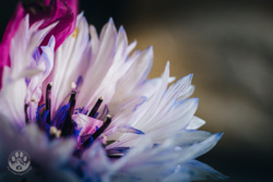 ccc7f3be-69c8-47ae-8b06-687dc5e6f434