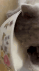 24c039f2-bb39-4c72-834f-a18b6c5fd2c1