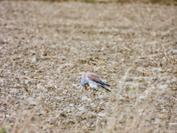 070601a6-8128-4a42-af54-55513bd80a5b