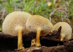 334cce5e-60cd-47de-b8e4-9b9590405ad8