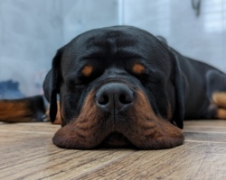 a7448698-1268-4776-bcb7-0b667f2245ad