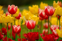 Piękne Tulipany Park Bogucki Katowice Wiosenny Foto Spacer Fot. Piotr Witowski / Urokliwy Śląsk / Śląsk Jest Prze Śliczny