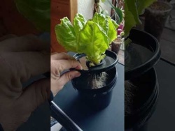 Jak szybko uprawiać sałate w hydroponice?