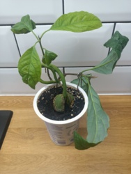 fa0c4689-5c46-415c-9548-1434f29bd9dd