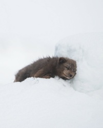 cc1e81b0-41ca-425c-831f-fbb547055cdd