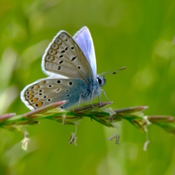 Modraszek Ikar - Polyommatus Icarus / Fotografujemy Przyrodę