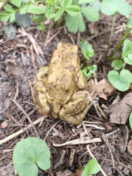 d1d10c2a-4eff-43b1-a098-9ef74bc10cab