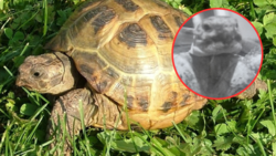 Ukradł żółwia ze sklepu. Po chwili wrócił, by kupić mu karmę