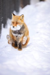 f2e5c12d-658e-4490-85ef-02a767efc224