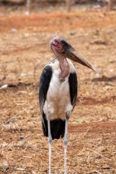 baafcd38-2a18-44ec-aaae-f5b08d222989