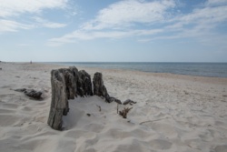 Zatopiony las w Czołpinie