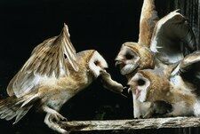 ​Zwierzęta słychać tylko w Wigilię? Przy nich nic nie wiemy o dźwięku