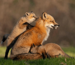 ae7d6fda-a13e-4793-a7c9-30fb011a4078