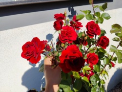 5b6dca8a-eed8-46ba-8965-aa1289ac3617