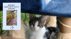 VS-FCV w Warszawie. Groźna postać kaliciwirozy prowadzi do śmierci kotów