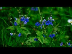 Wiosenna Relaksująca Muzyka Na Głęboki Kojący Sen