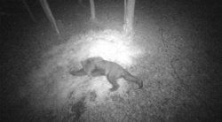 Młody niedźwiedź w podlaskiej puszczy. Uchwyciła go fotopułapka