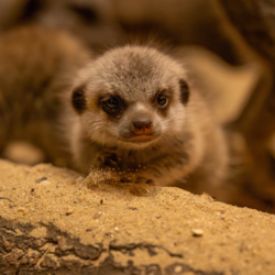 88f1d004-e82a-47d7-a0c1-108209af854c