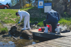 Kilkanaście martwych zwierząt wyłowionych z Drwęcy. Służby badają sprawę - Radio Olsztyn