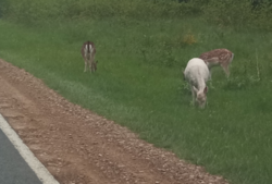 4f8da544-9309-40c0-999a-7bdf783a327e