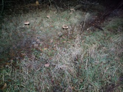 a2446d5c-6135-45ae-9861-beb8c2e11434