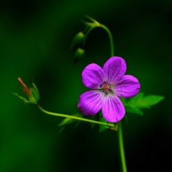 Bodziszek Błotny - Geranium Palustre  / Fotografujemy Przyrodę