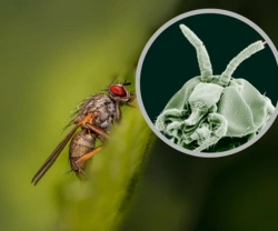 Te owady uważamy za niegroźne, a gryzą toksyczną śliną. Wlatują prawie do wszystkich domów