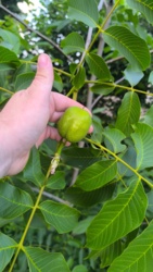 5a5027a9-31c4-4d4a-a736-f25d4843f3f2