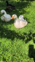 b8caf098-6bc6-4a07-b4c7-11a7d9418f81