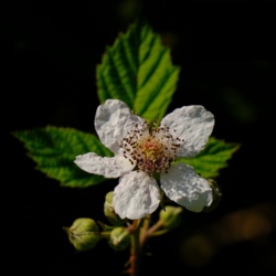 Jeżyna Popielica - Rubus Caesius / Fotografujemy Przyrodę