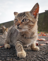 d17e2cff-b6fe-4293-aba6-ecd9dc45bed6