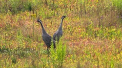 83ce13a2-43cb-42d4-9bcc-8b6d081306a1