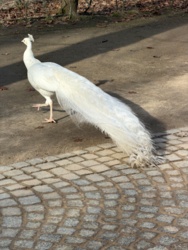 cae642f4-820a-4c0b-80e8-5bb292b6acf9