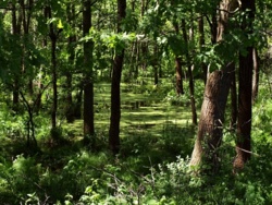 Puszcza Niepołomicka - Historia