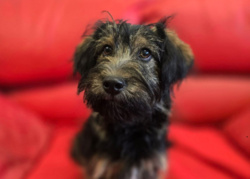 Szczeniak trafił do schroniska. Ktoś miał go wyrzucić z samochodu