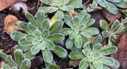 Roślinka na dziś: Skalnica gronkowa