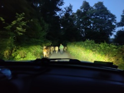 5552b31a-7e37-41a2-99ed-dec988f3f81f